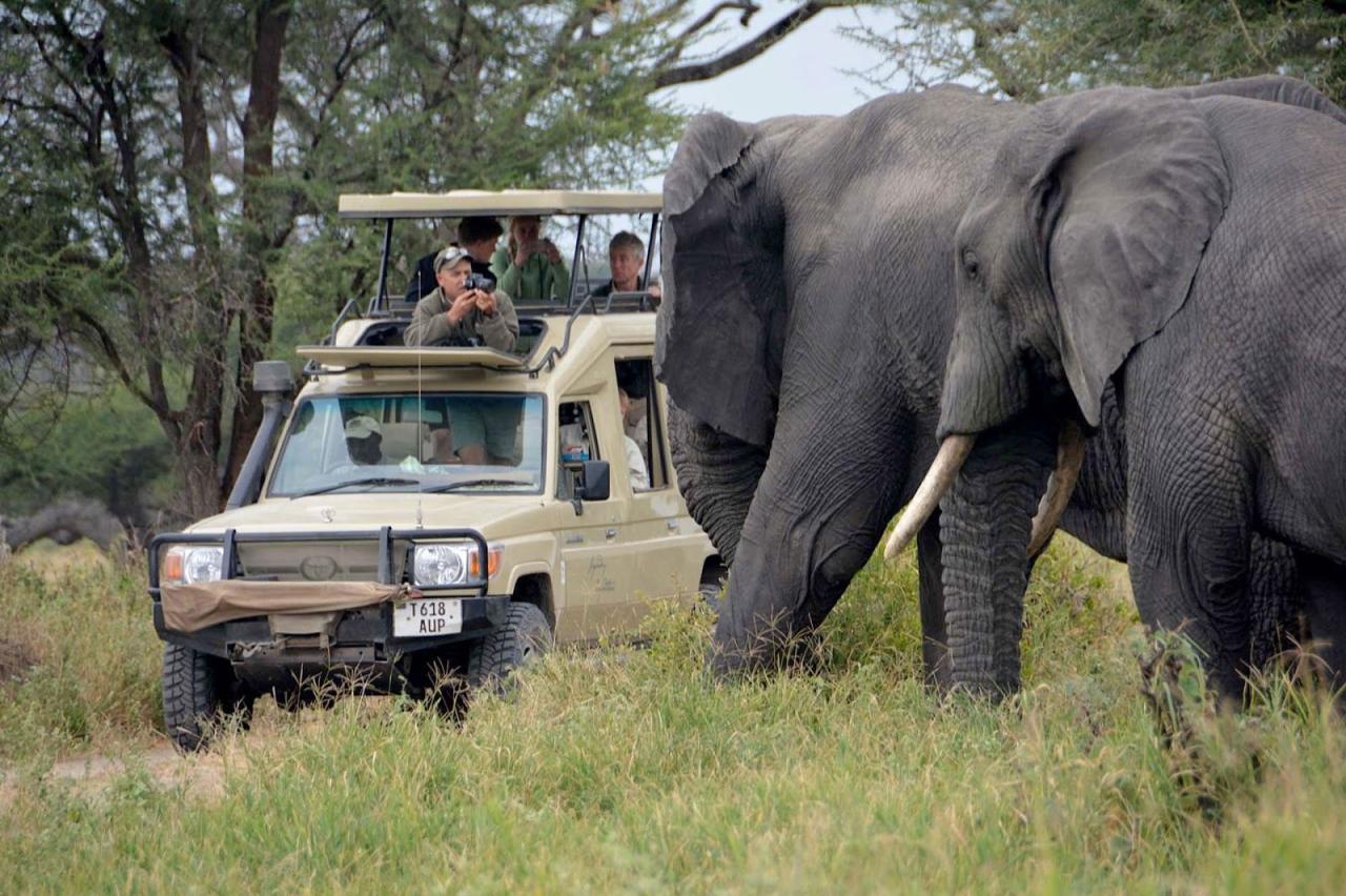 Luxury Safari Tours